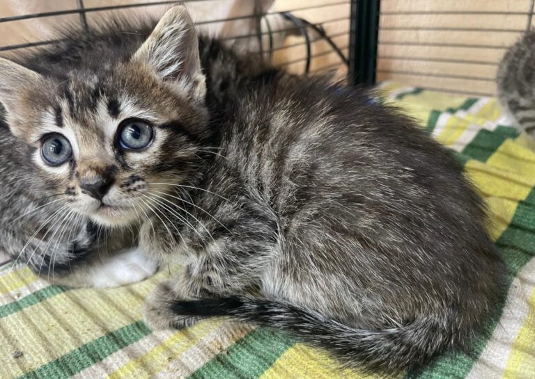 multimedia-foto83737-359-1