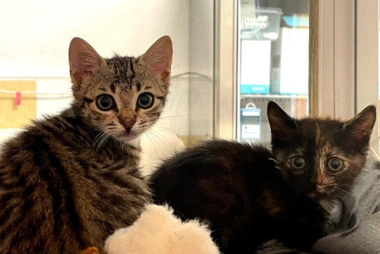 multimedia-foto83738-579-1