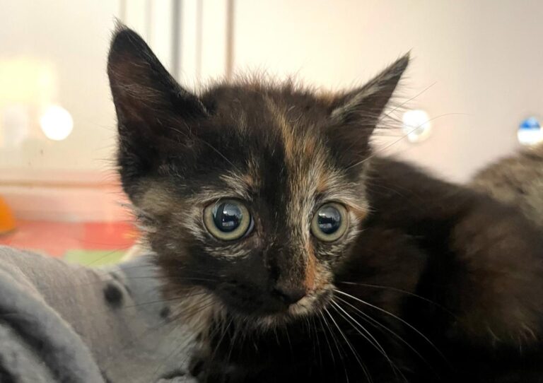 multimedia-foto83739-579-1