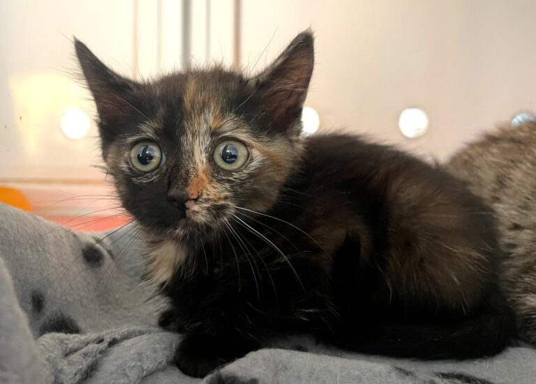 multimedia-foto83740-580-1