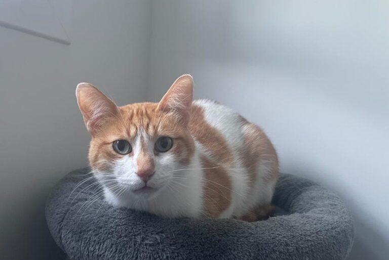 multimedia-foto83789-940-1