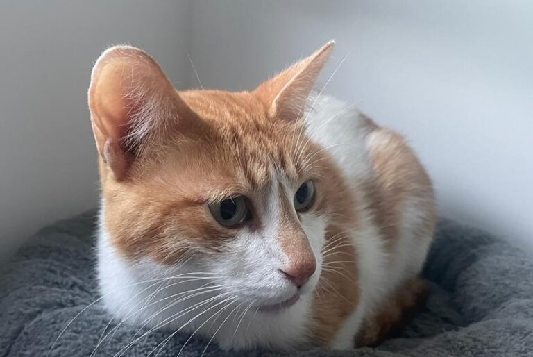 multimedia-foto83790-940-1