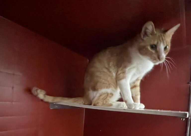 multimedia-foto83792-983-1