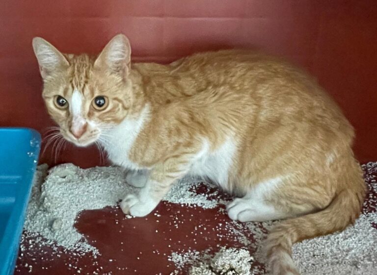 multimedia-foto83793-983-1