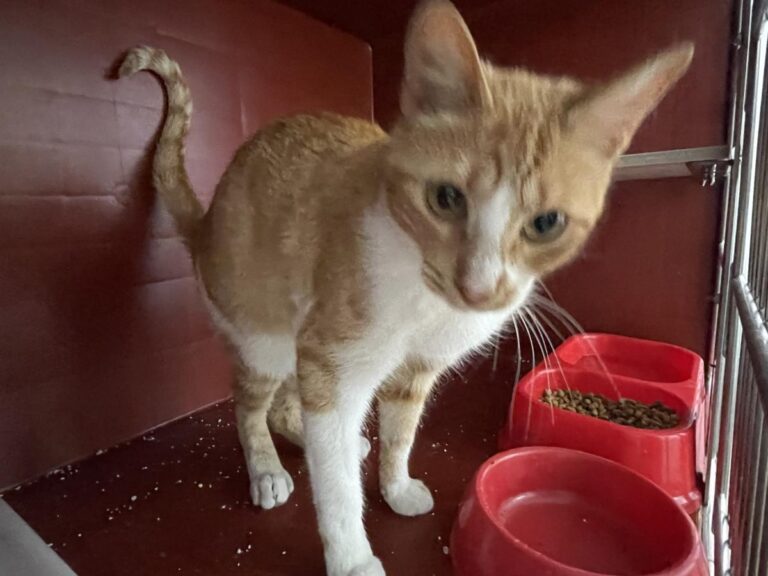 multimedia-foto83794-983-1