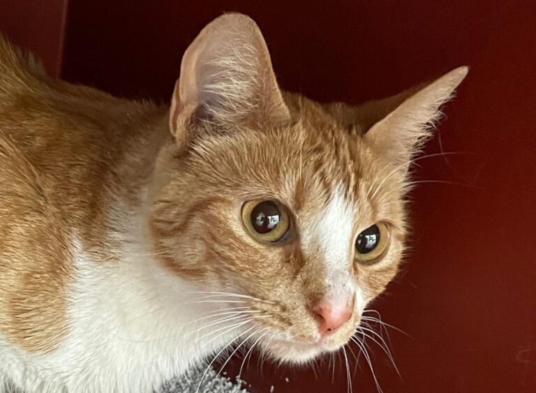 multimedia-foto83795-983-1