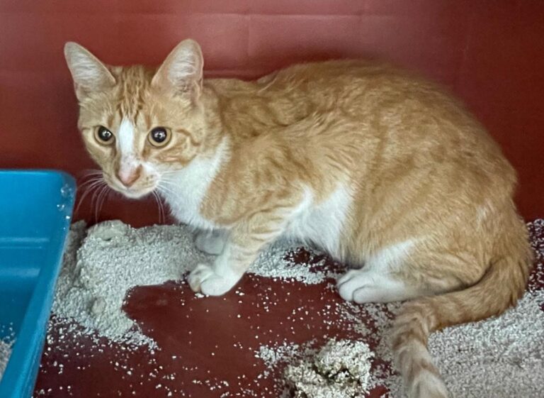 multimedia-foto83796-983-1