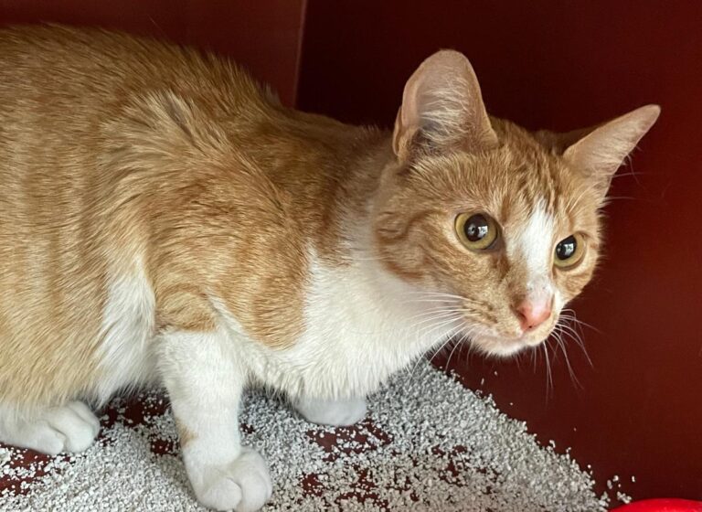 multimedia-foto83797-984-1