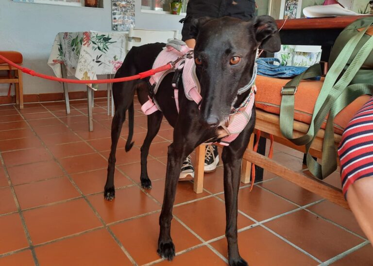 multimedia-foto83802-733-1