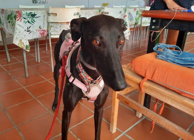 multimedia-foto83803-733-1