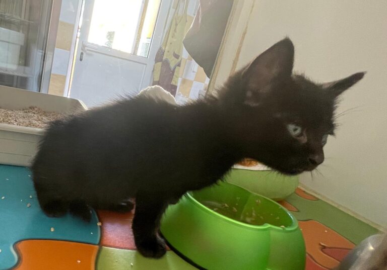 multimedia-foto83823-144-1