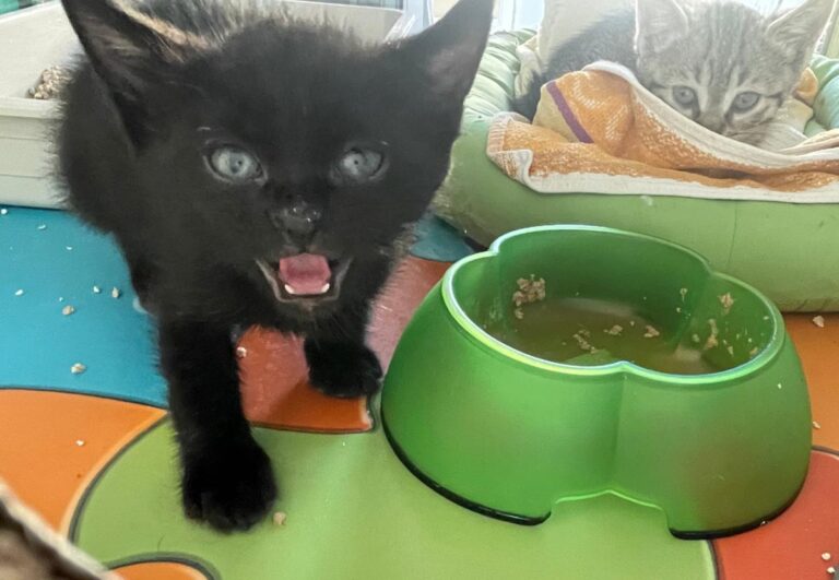 multimedia-foto83825-145-1