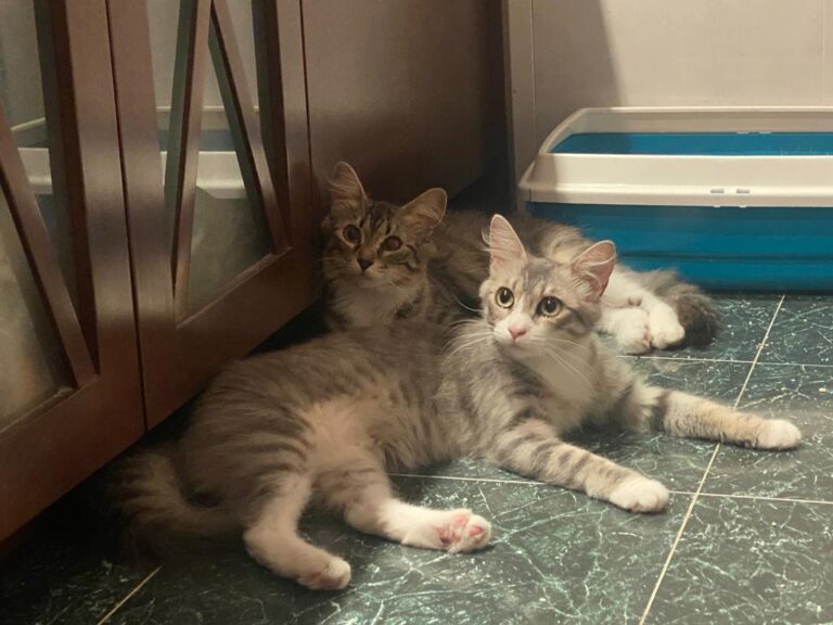 multimedia-foto83835-647-1