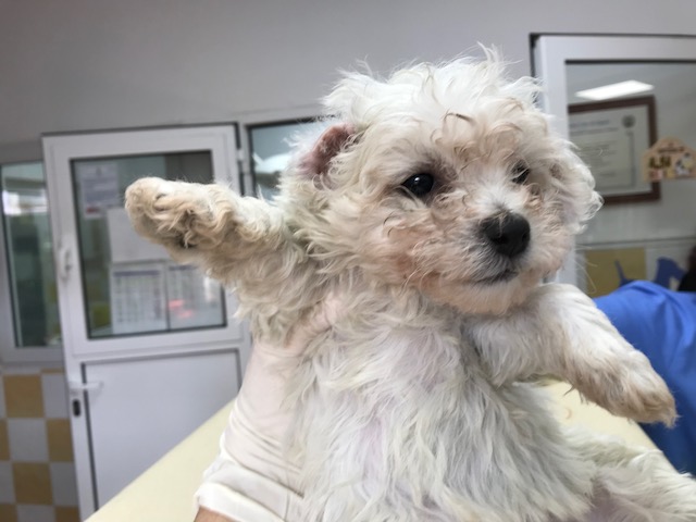 multimedia-foto83837-457-1