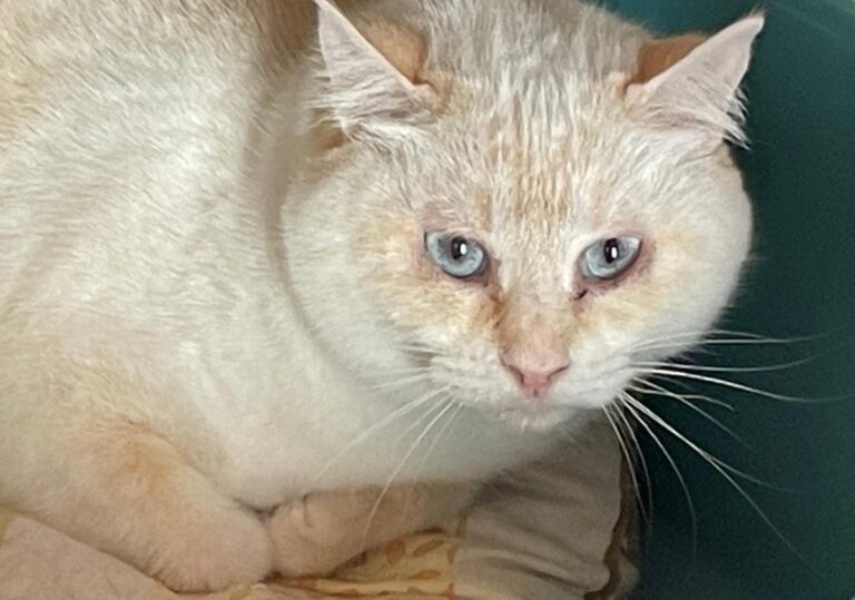 multimedia-foto83849-288-1