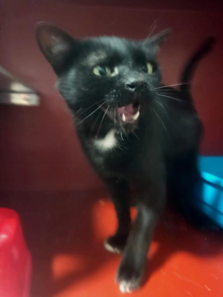 multimedia-foto83885-878-1