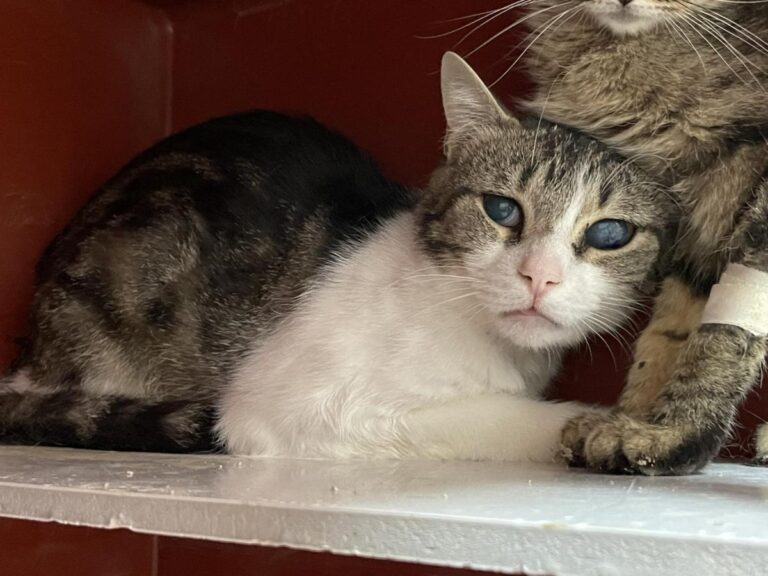 multimedia-foto83904-324-1