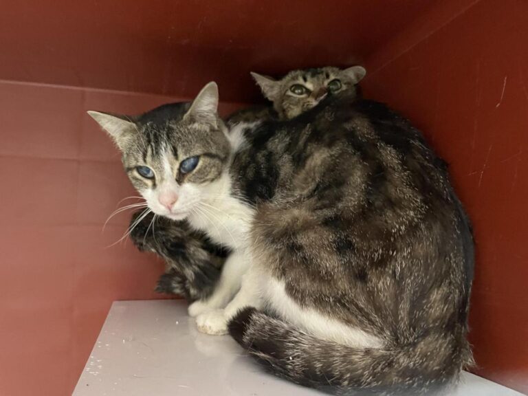 multimedia-foto83905-324-1