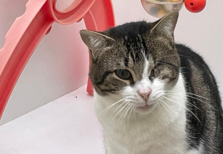 multimedia-foto83910-325-1