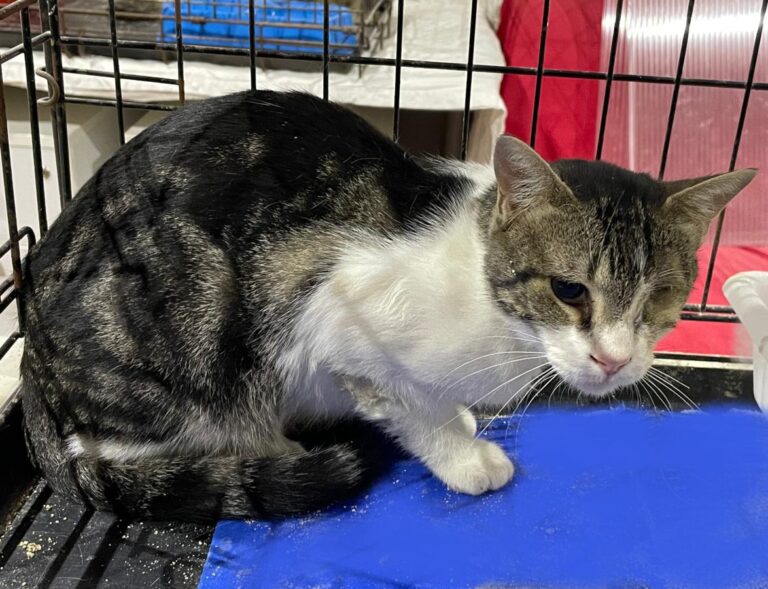 multimedia-foto83912-325-1