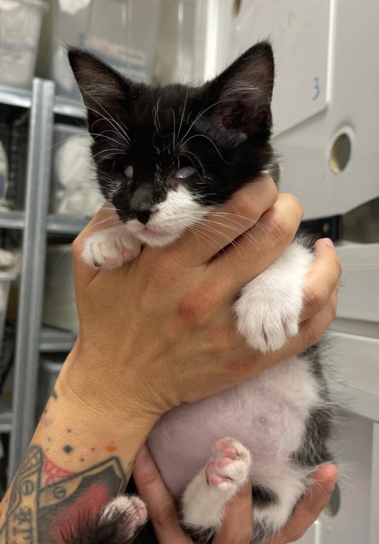 multimedia-foto83915-477-1