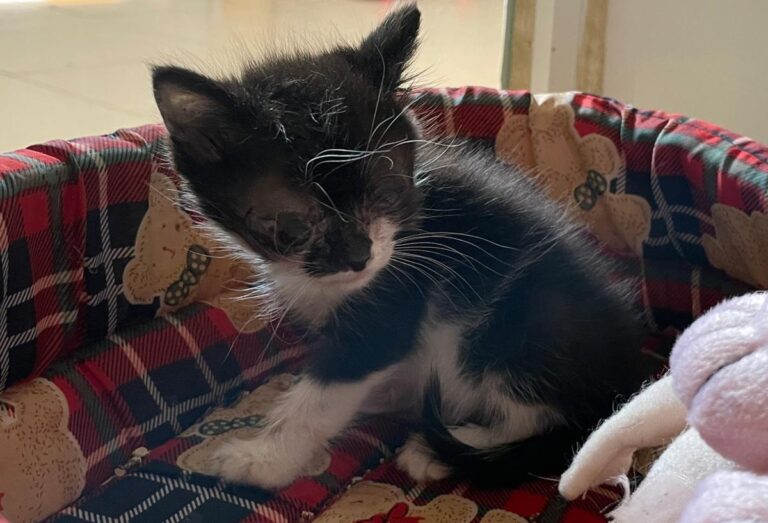 multimedia-foto83916-478-1