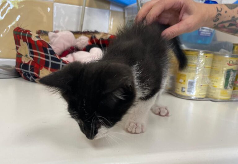 multimedia-foto83917-478-1