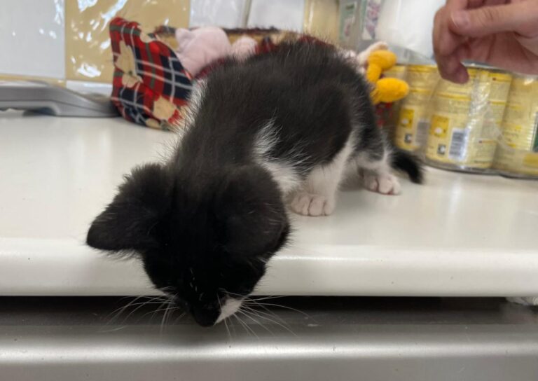 multimedia-foto83918-478-1