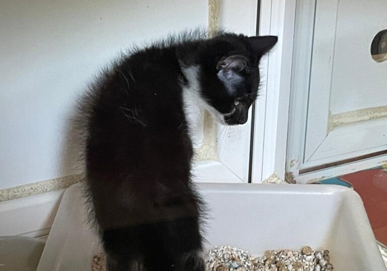 multimedia-foto83919-478-1