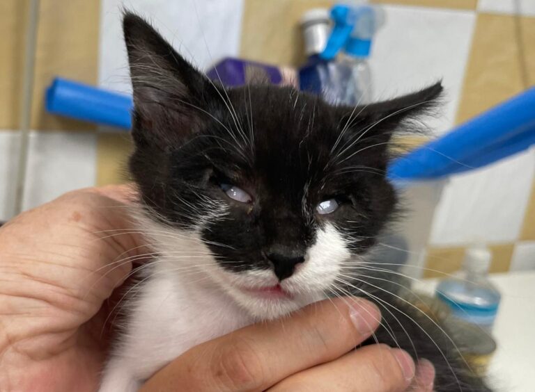 multimedia-foto83921-478-1