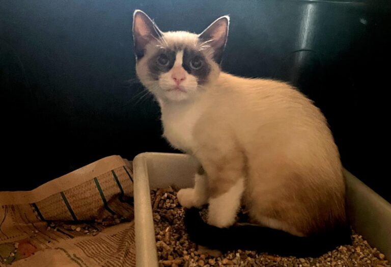 multimedia-foto83968-350-1