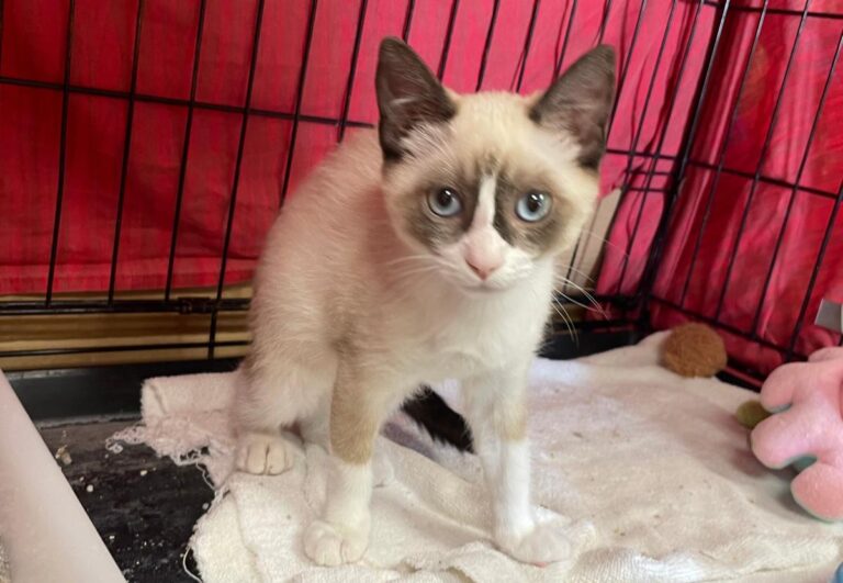 multimedia-foto84005-648-1