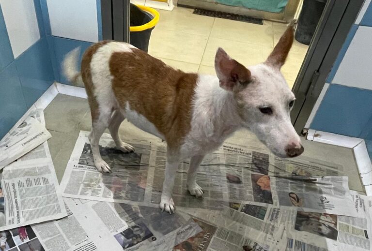 multimedia-foto84030-296-1