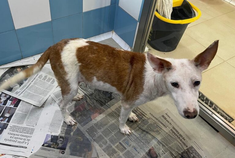 multimedia-foto84032-296-1