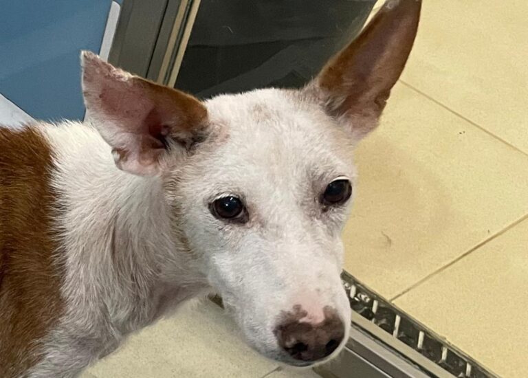 multimedia-foto84034-297-1