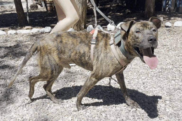 multimedia-foto84103-83-1