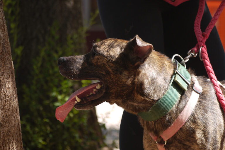 multimedia-foto84142-119-1