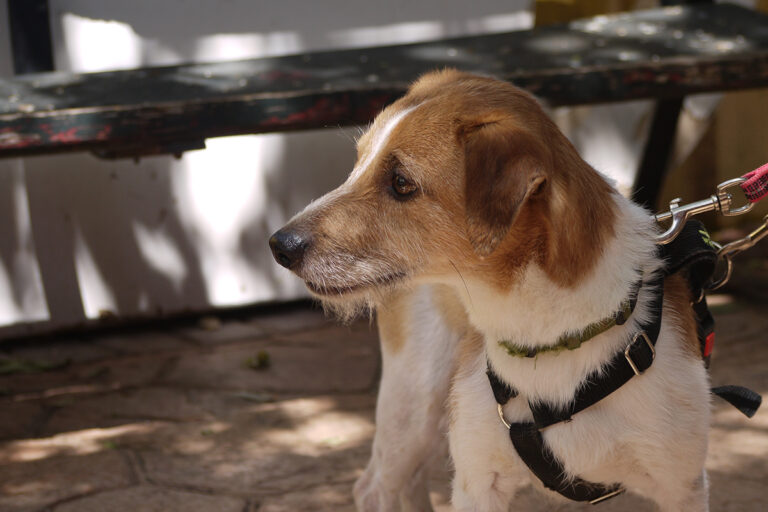 multimedia-foto84151-329-1