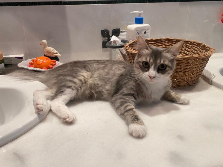 multimedia-foto84159-485-1