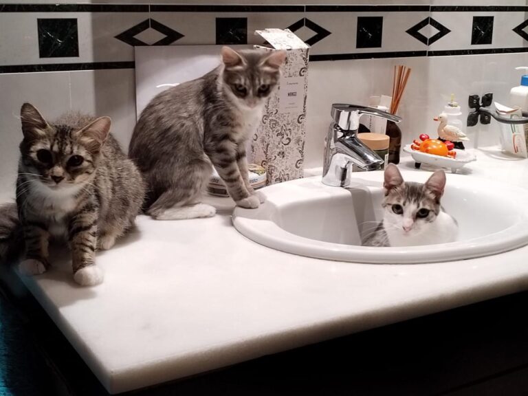 multimedia-foto84161-666-1