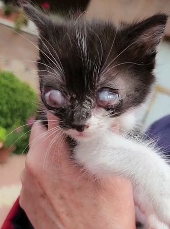 multimedia-foto84166-312-1