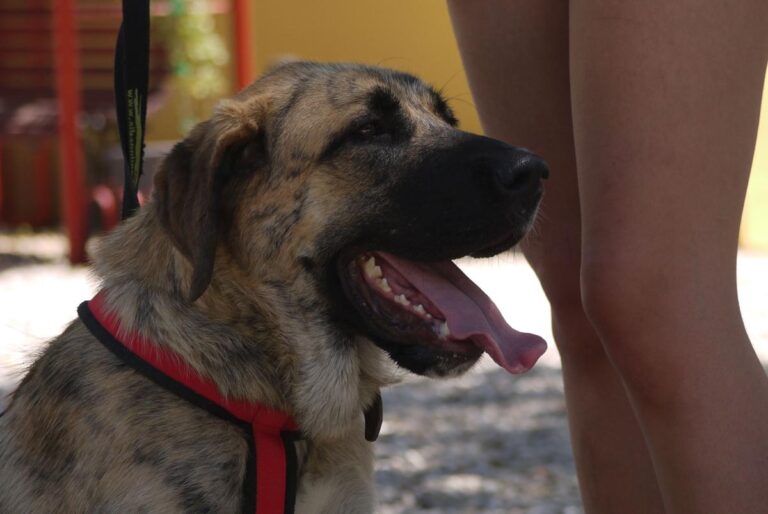 multimedia-foto84207-855-1