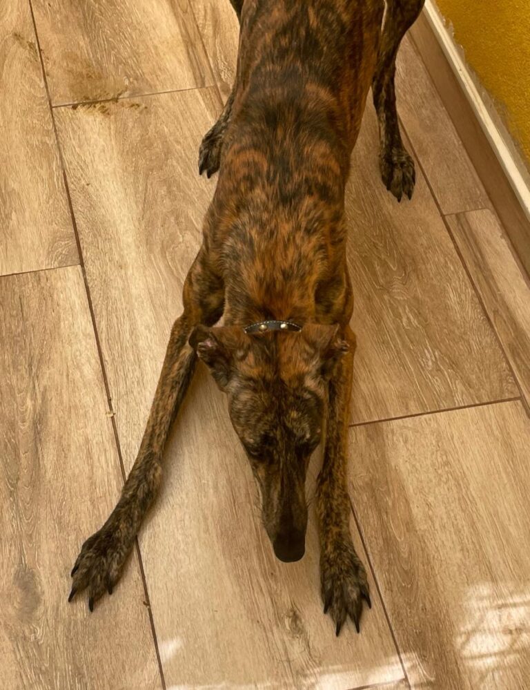 multimedia-foto84215-242-1