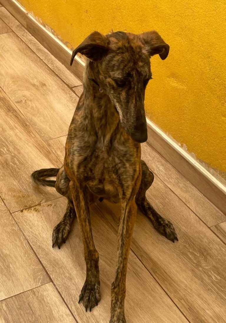 multimedia-foto84216-242-1