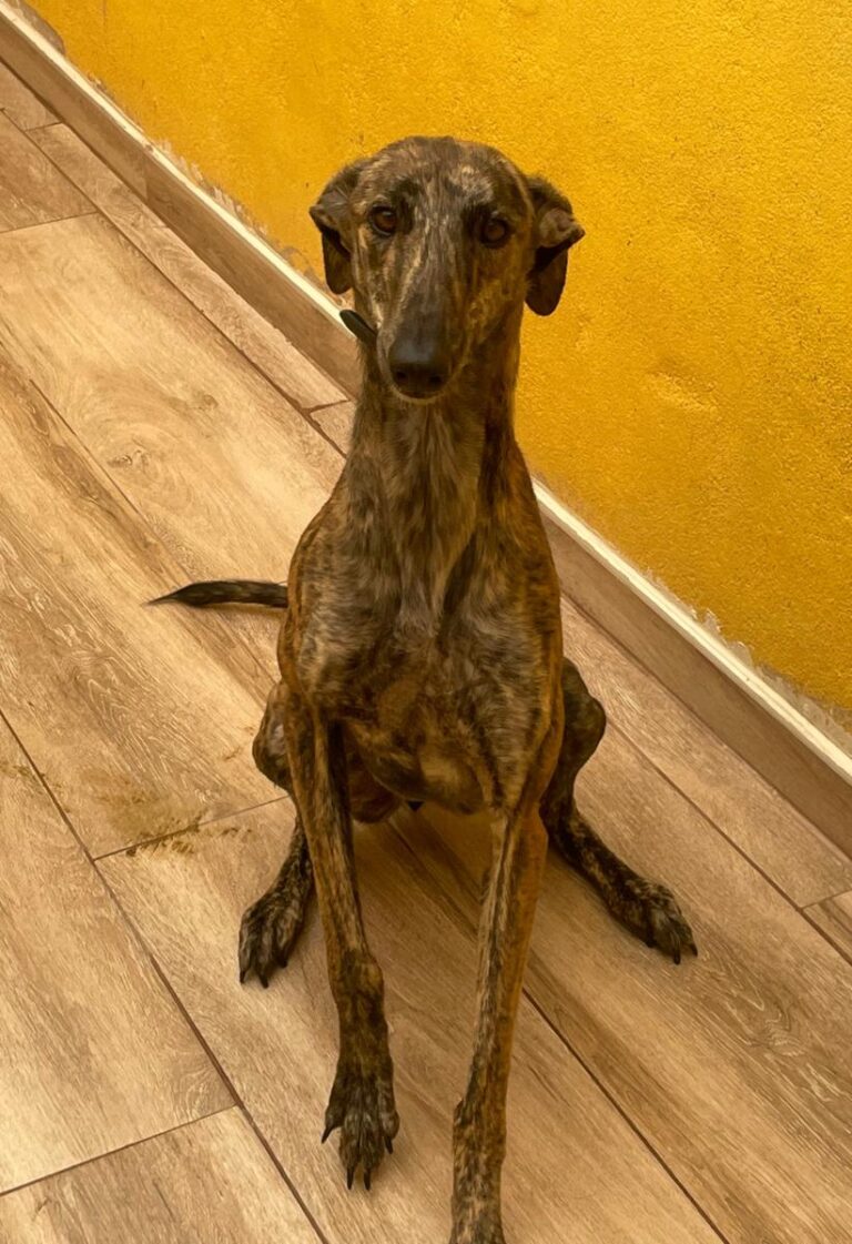 multimedia-foto84217-242-1