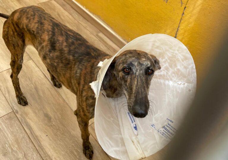 multimedia-foto84218-242-1