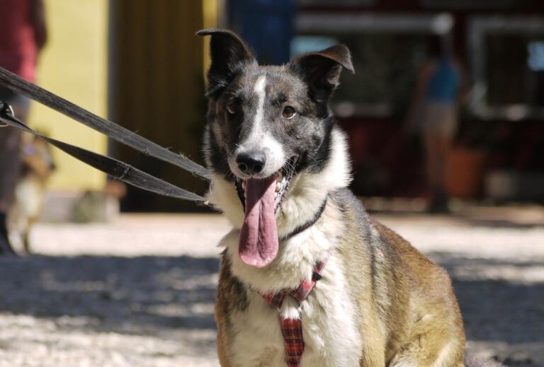 multimedia-foto84235-665-1