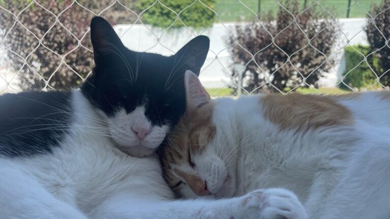 multimedia-foto84270-779-1