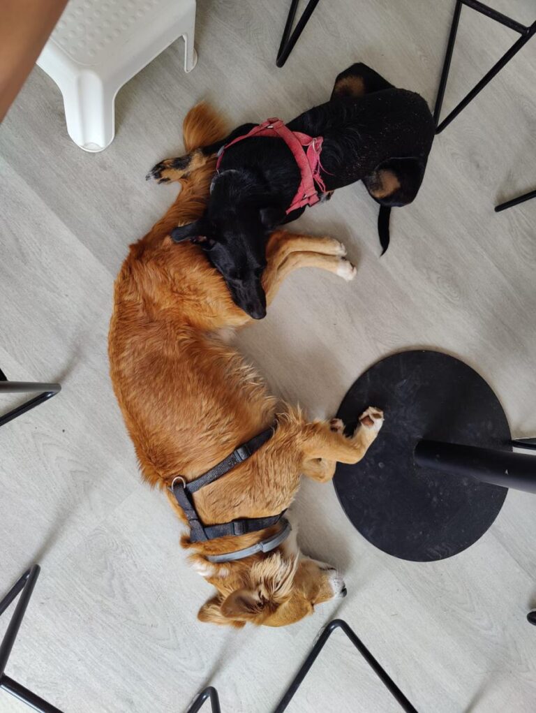 multimedia-foto84301-317-1