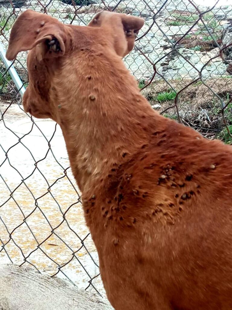 multimedia-foto84320-608-1